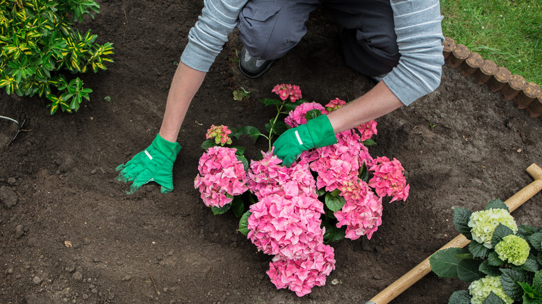 Planting a hydrangea 