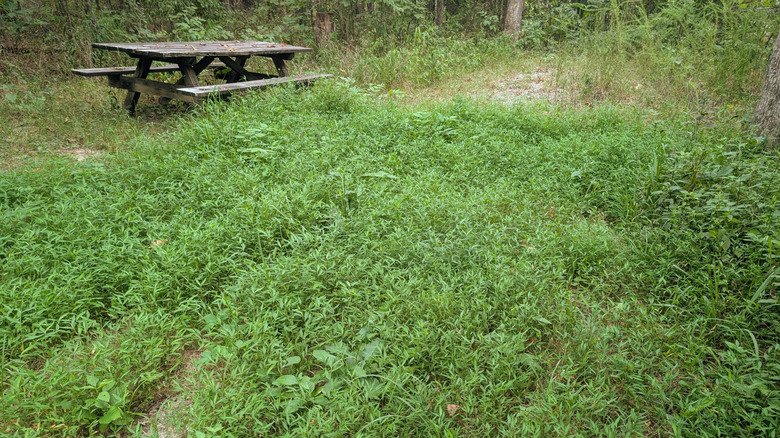 An abandoned picnic bench in a grassy area overtaken by Japanese stiltgrass