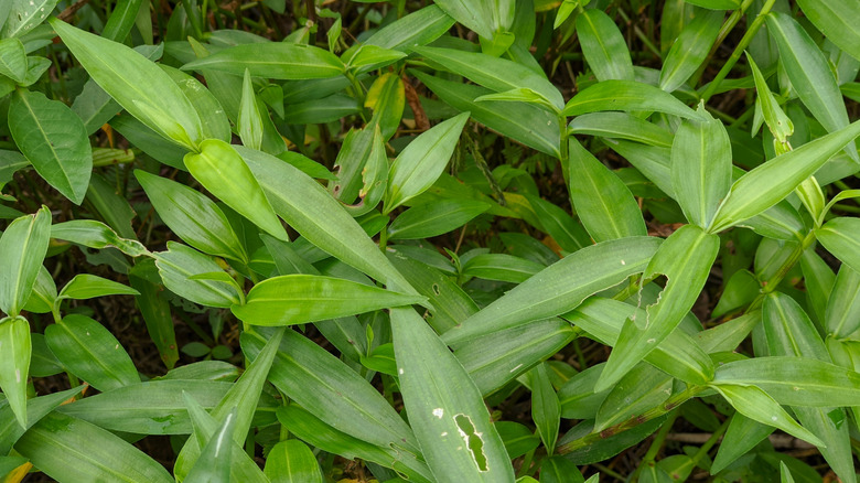 The long leaves of Japanese stiltgrass, some with holes from caterpillars