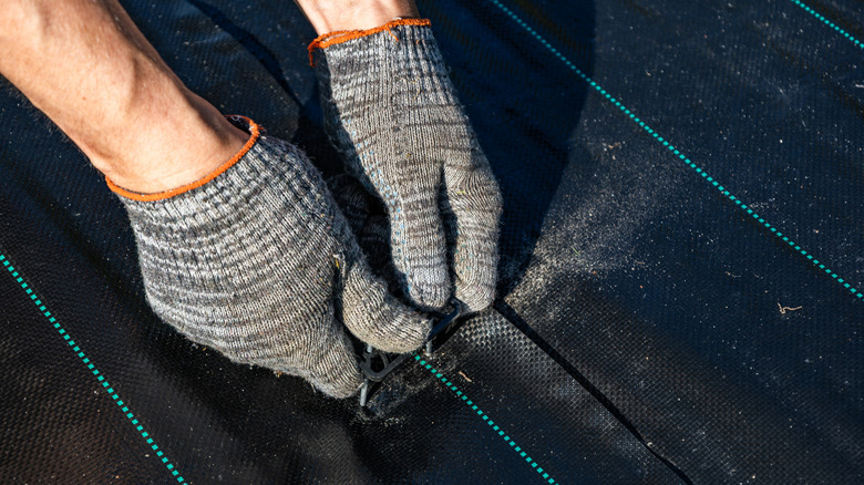 Person removing black landscape fabric