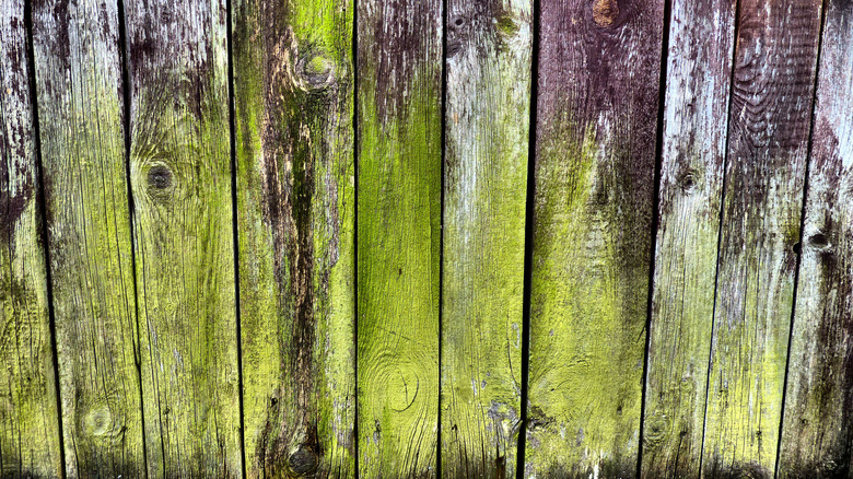 mold on deck wood