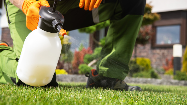person spraying weeds in lawn