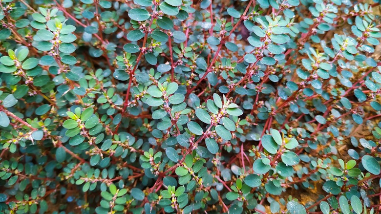 euphorbia prostrate growing