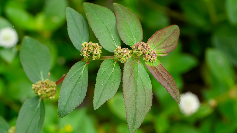 euphorbia hirta in garden