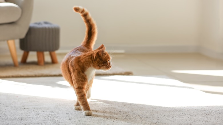 Cat walking on carpet