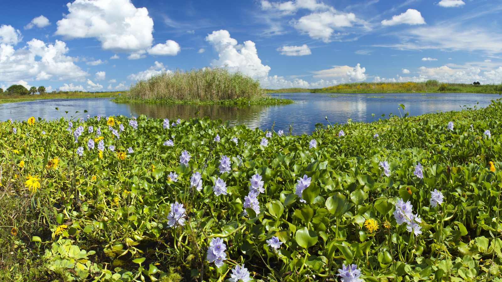 How To Remove Stubborn Water Hyacinth From Your Yard