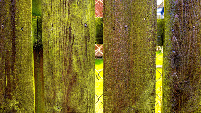 Algae covered wood fence