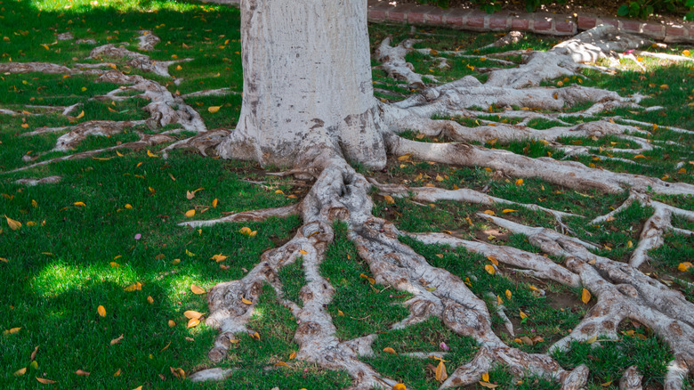 Tree roots in yard