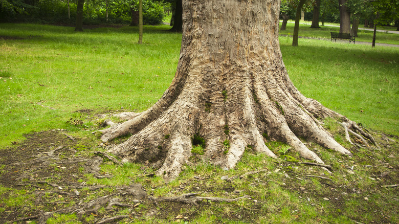 Bottom of tree in yard