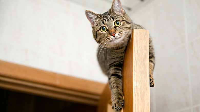 Cat sitting on wooden door