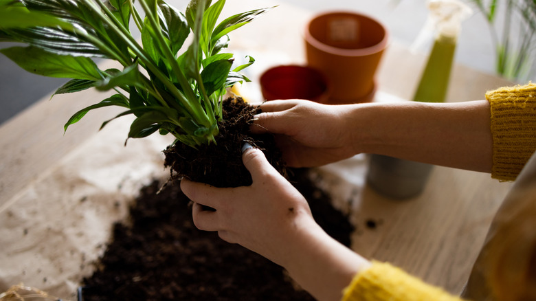 A person repots a houseplant on a table in her home.