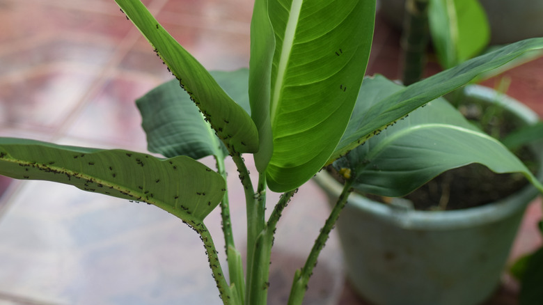 Ants crawling on an potted houseplant.