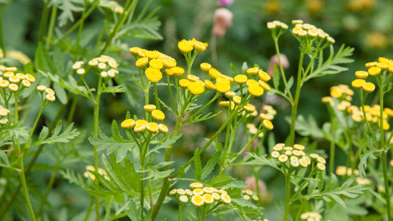 A group of yellow tansy plants are in the foreground, with pinkish flowers growing in the background