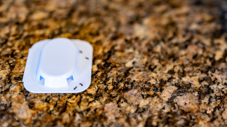 An ant bait trap on a countertop with black ants near an entrance.
