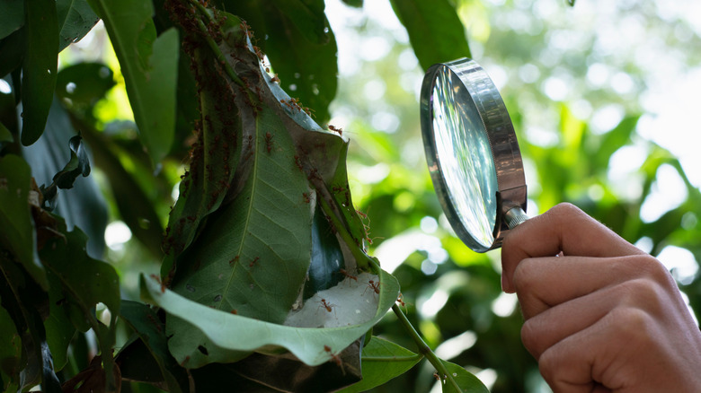A person inspecting ants on leaves with a magnifying glass