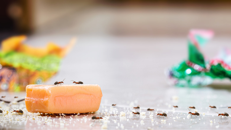 Ants crawl across a kitchen countertop scattered with crumbs.