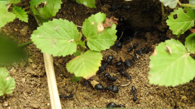 Black ants crawling around in a garden bed.