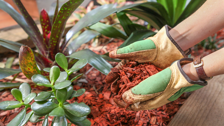 Gloved hands spread red cedar mulch around ornamental plants growing in a wooden raised garden bed.
