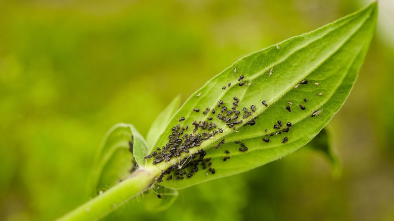 An aphid infestation on the young leaf and stem of a plant.
