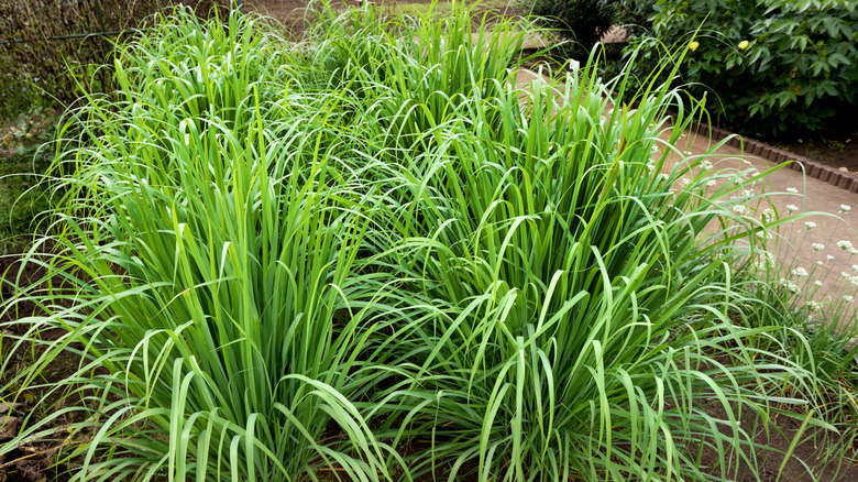 Large clumps of healthy lemongrass in a garden bed nearby a concrete pathway.