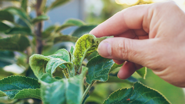 person lifting leaf with aphids