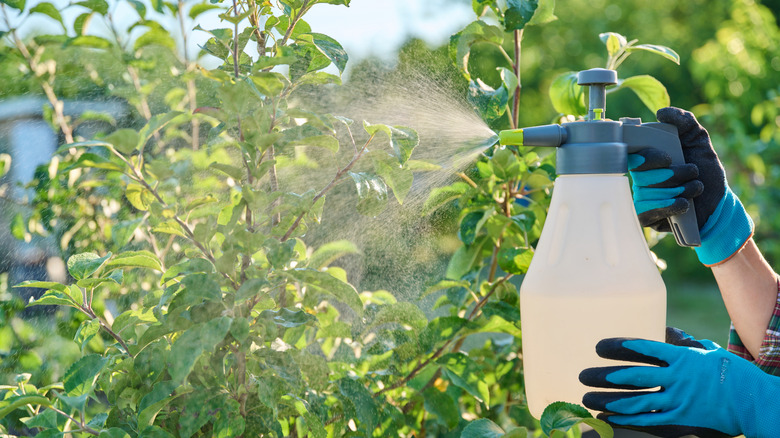 person wearing gloves spraying plants