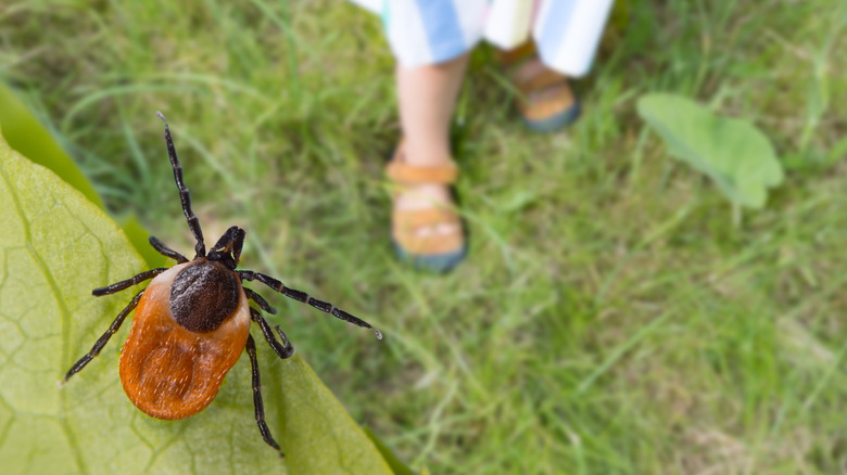 Tick on leaf near feet