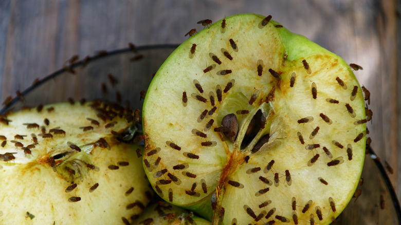 fruit flies on apple
