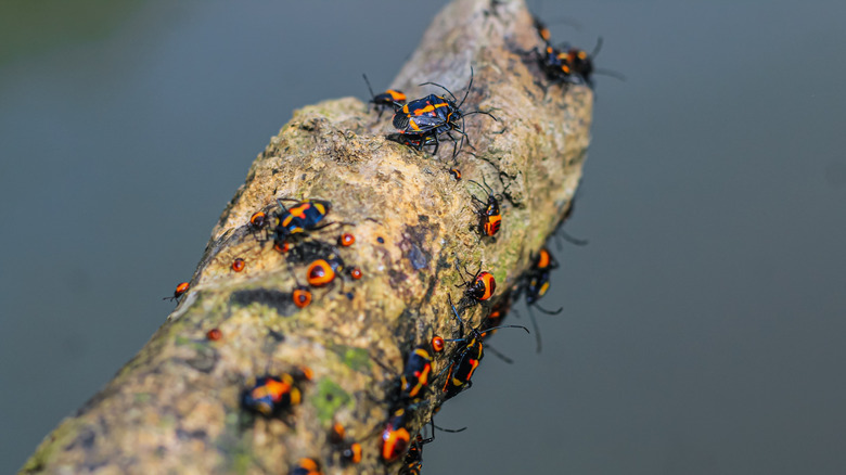 bugs on a branch