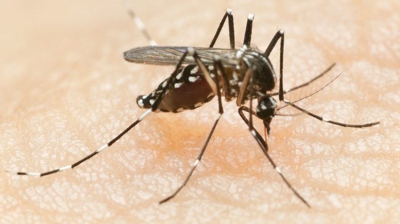 Mosquito biting human skin