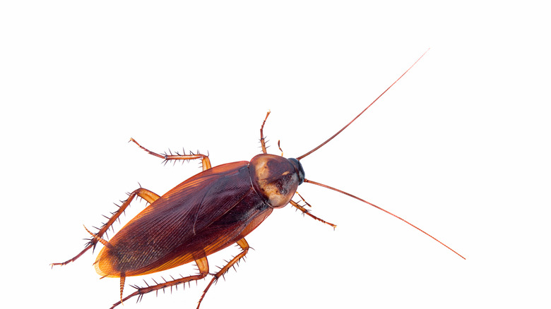 roach on white background
