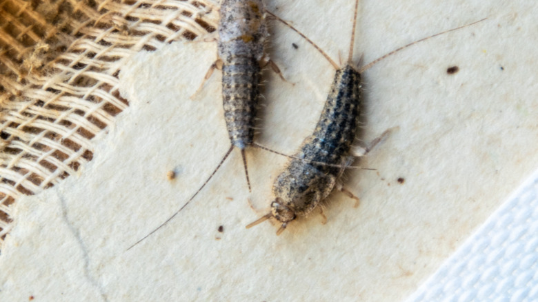 two silverfish crawling on ground
