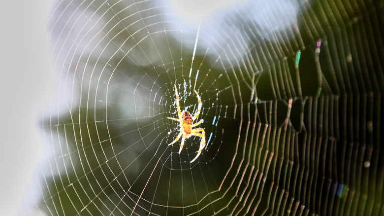 spider in a web