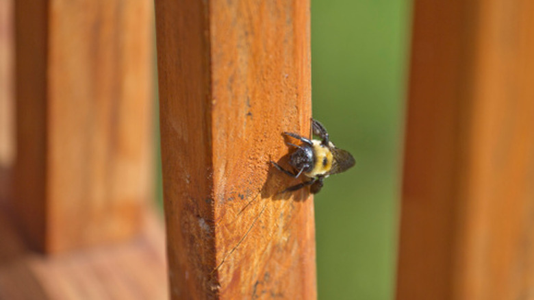 A carpenter bee on a wood deck