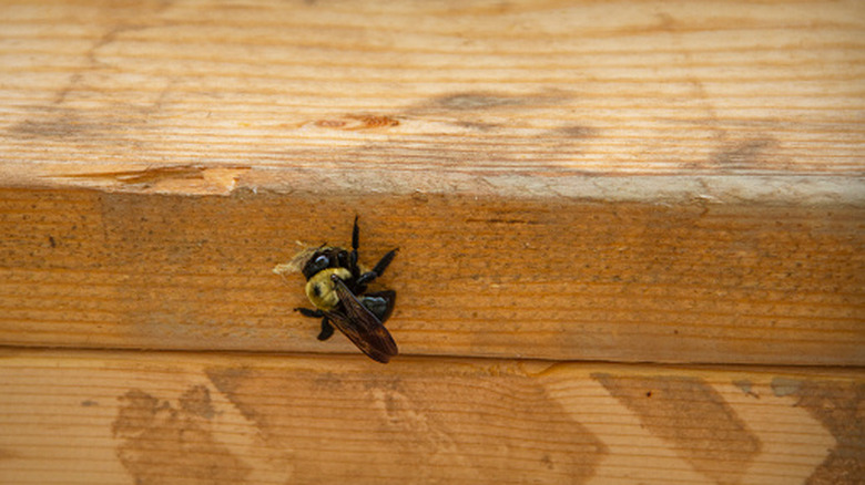 carpenter bee drilling into wood