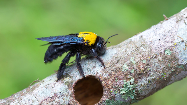a carpenter bee on a piece of wood