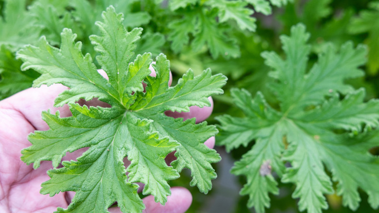 close up of a person holding a citronella leaf