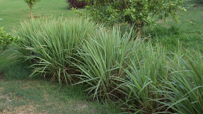 citronella grass in a border in a garden
