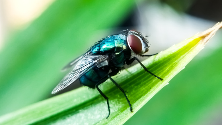 a large fly sitting on a leaf