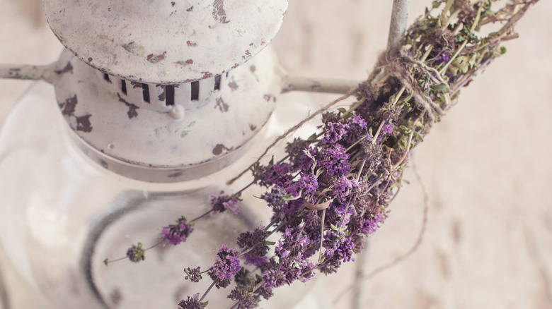 A bouquet of pennyroyal is shown with an oil infuser