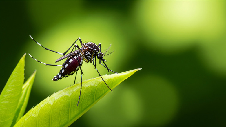 An Aedes aegypti mosquito on a leaf against a blurred, bokeh background