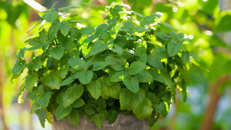 A pot of lemon balm on a patio