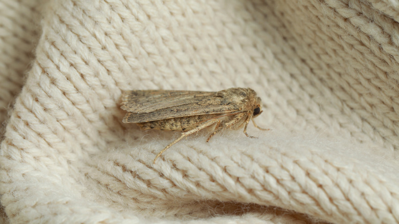 A moth on top of a white knit fabric