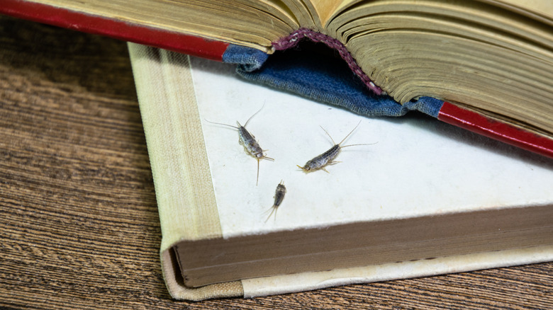 silverfish on book
