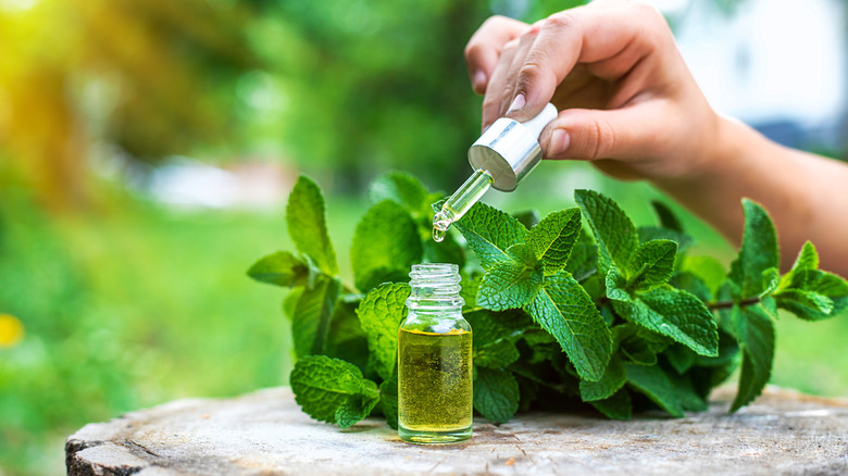 peppermint oil drop bottle