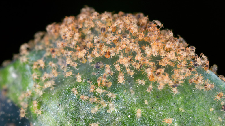Close up of a leaf infested with spider mites