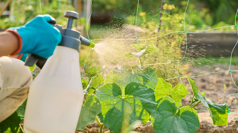 Gloved hands spraying a squash plant in a sunny garden