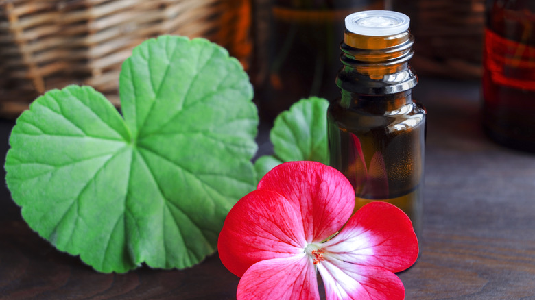 Geranium oil next to flower and leaves