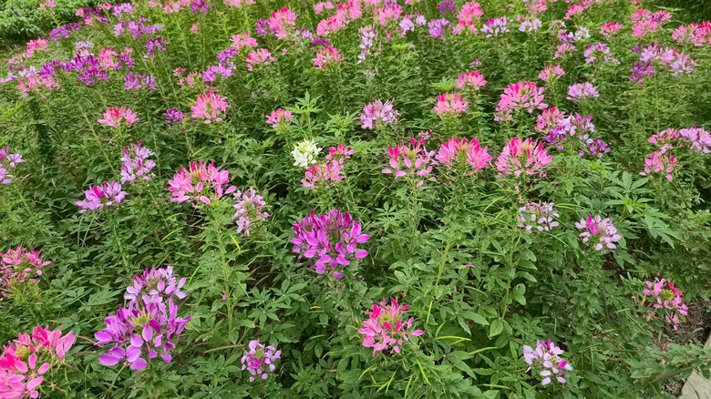 Spider flowers blooming beautifully in a sea of flowers.