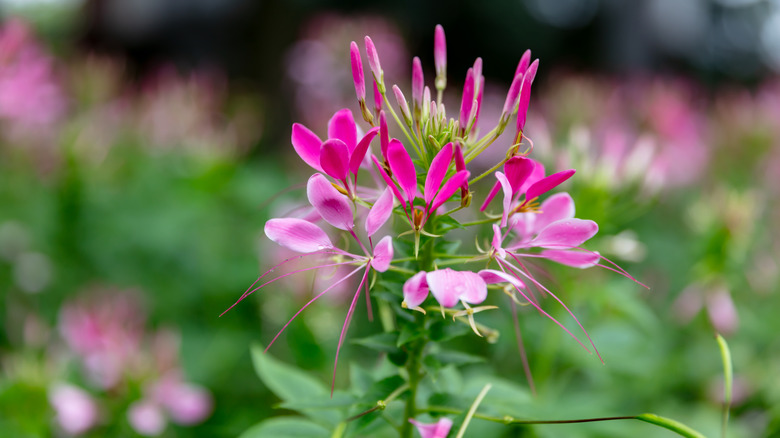Pink spider flower in a close up in a garden